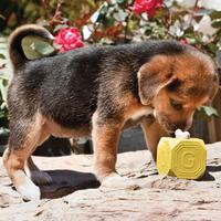 puppy sniffing toy
