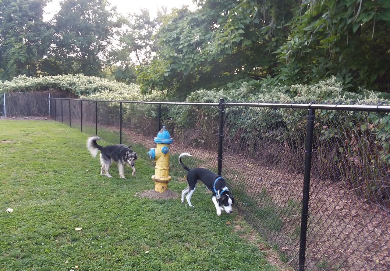 hydrants-big-1-cropped