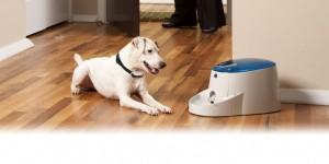 dog with autotrainer