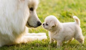 small puppy sniffing the nose of adult dog