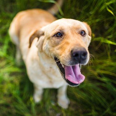 Are you ready to Bark for Your Park?