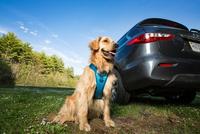 Pet Travel Safety Tips Video