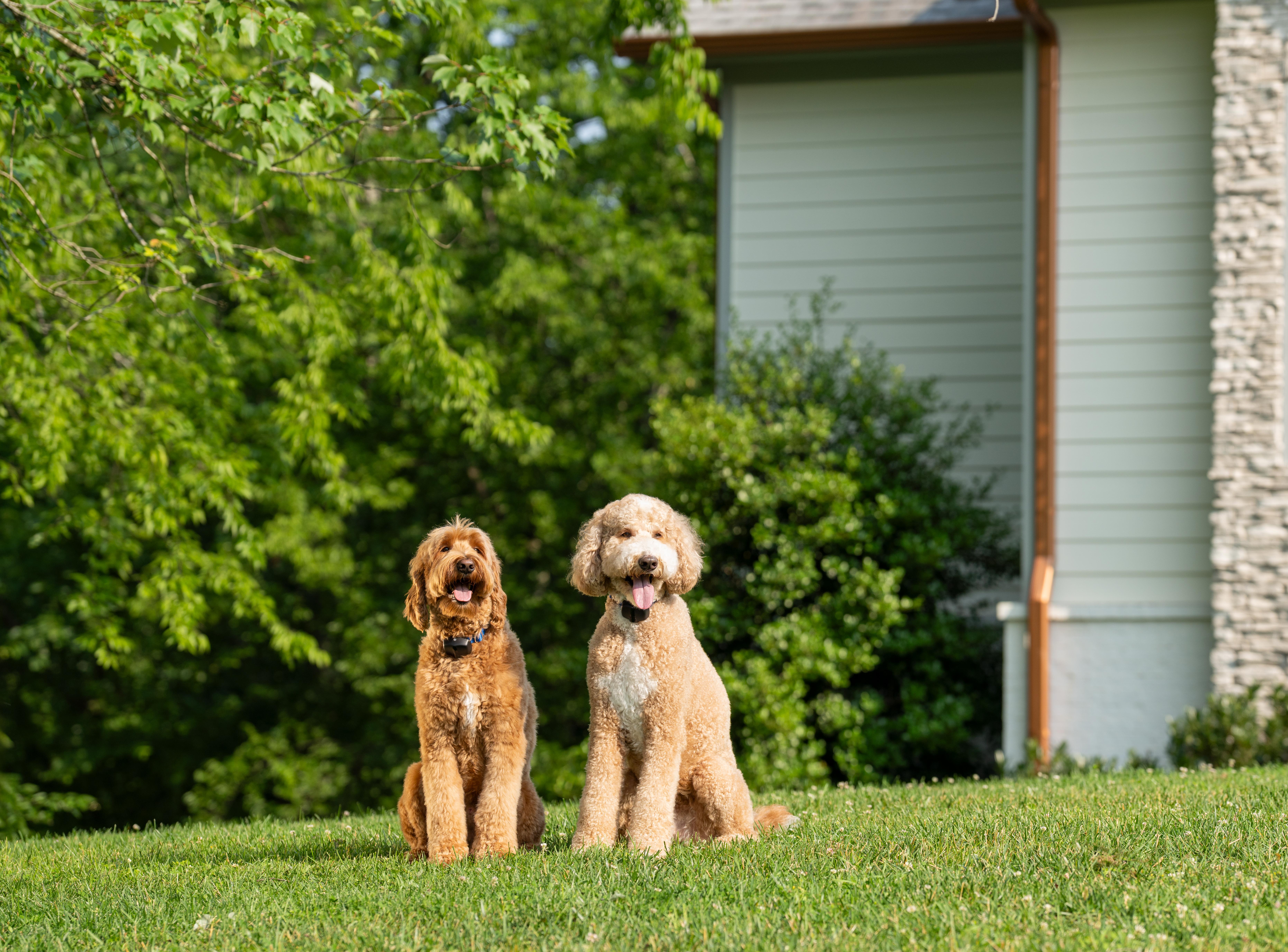 goldendoodles sit in yard with invisible fence pet containment system