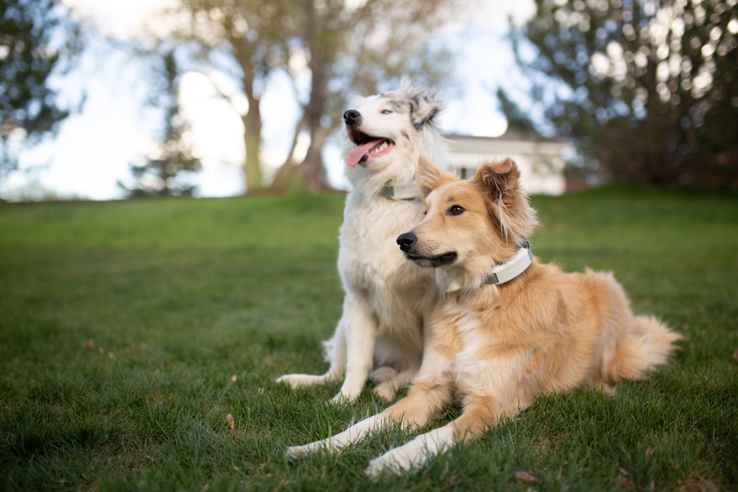 Australian shepherds sit in the yard wearing Invisible Fence GPS wireless dog fence collars