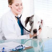 dog with vet