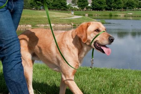 head collar for dogs