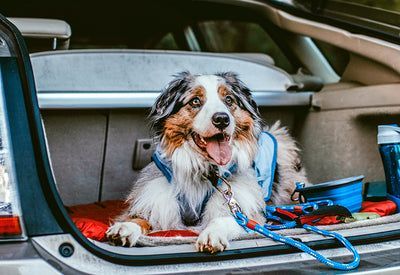 Dog Travel