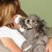 dog spleen tumor chances