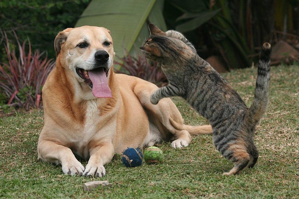 Cat and dog playing