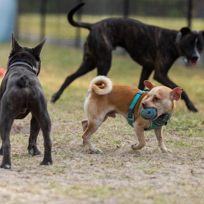 dogs playing at dog park