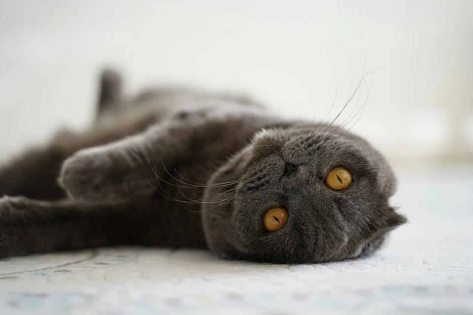 Scottish Fold