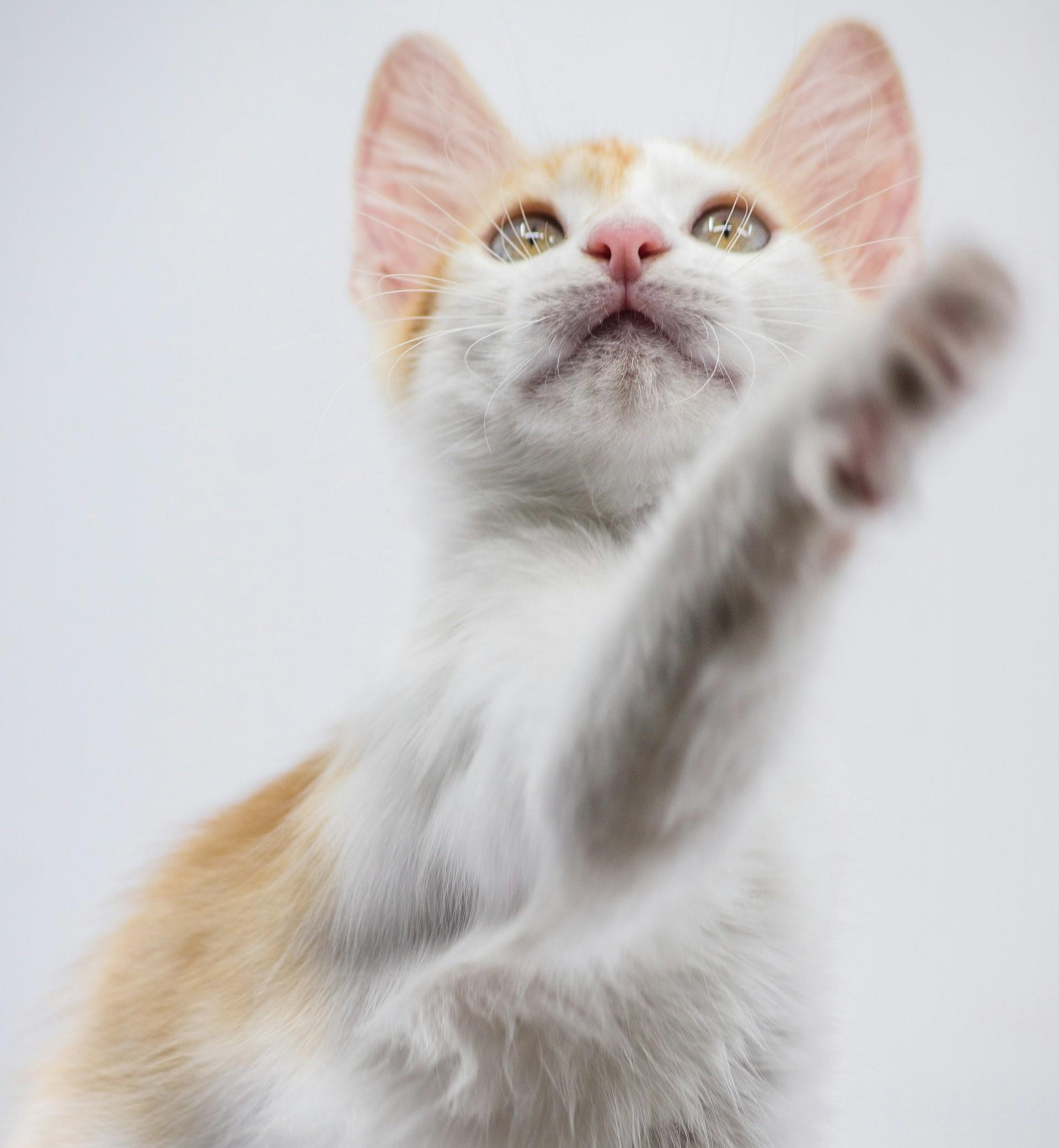 Turkish Van Cat