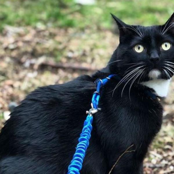 spay and neuter cat