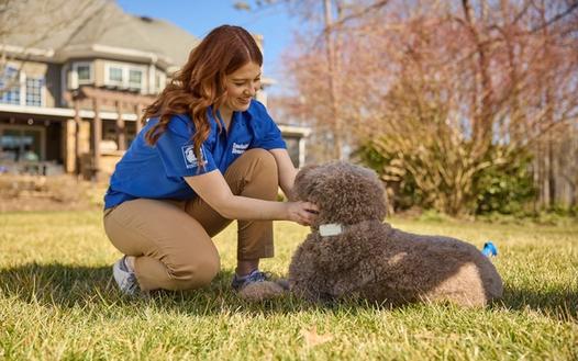 invisible fence brand professional trainer works with poodle wearing invisible fence gps wireless dog fence