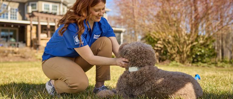 invisible fence brand professional trainer works with poodle wearing invisible fence gps wireless dog fence