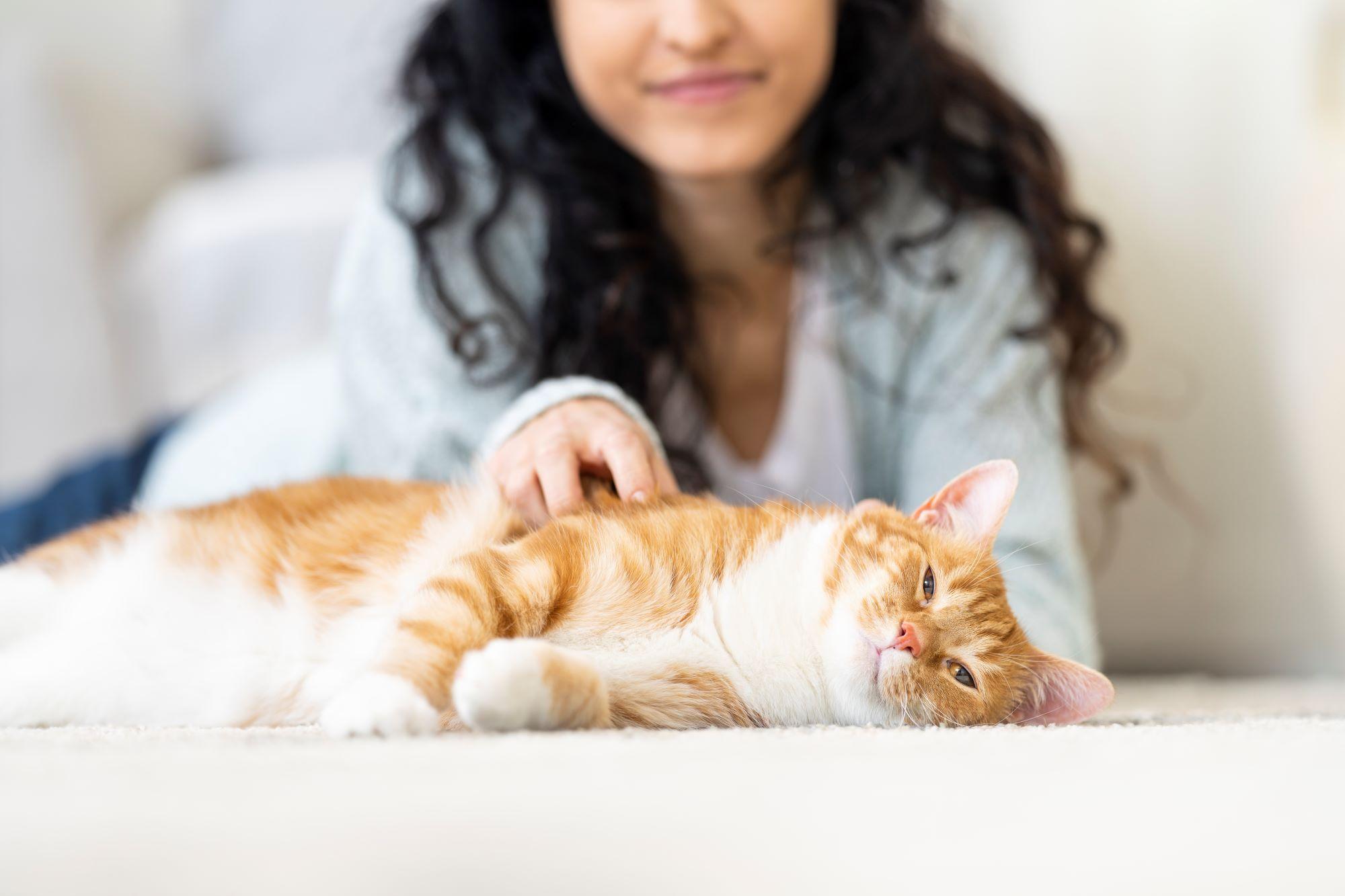 Cat being pet