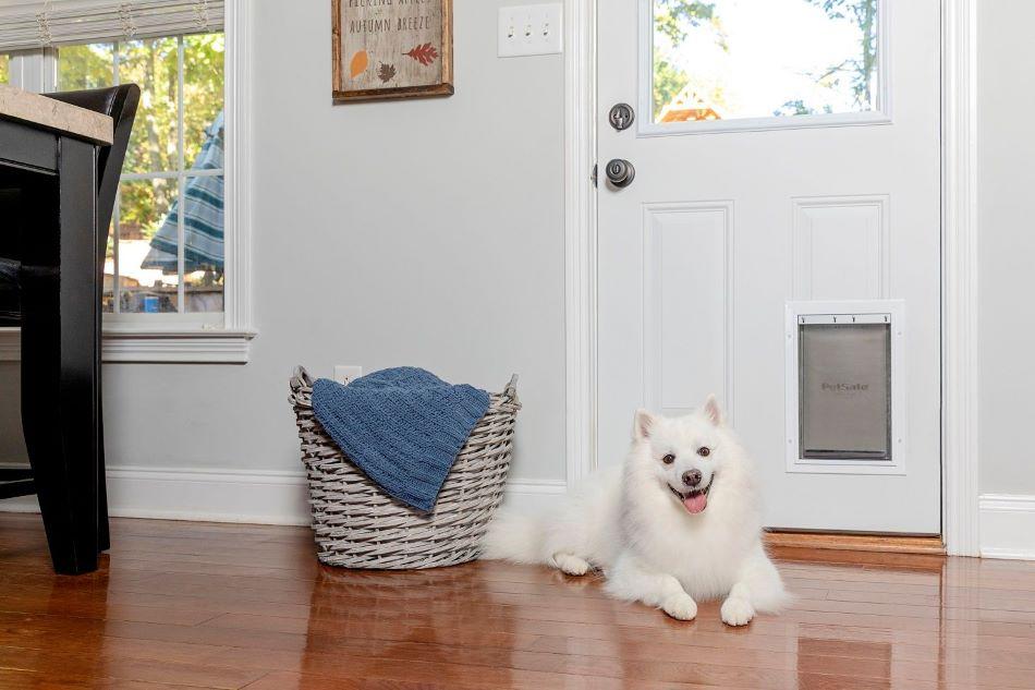petsafe article