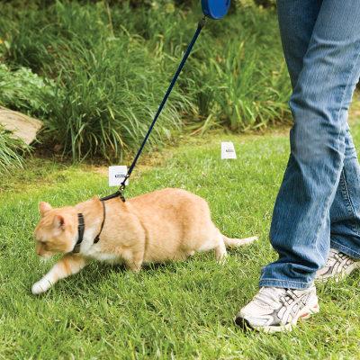 cat on leash