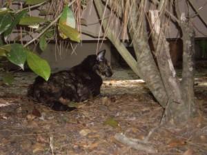 cat outdoors