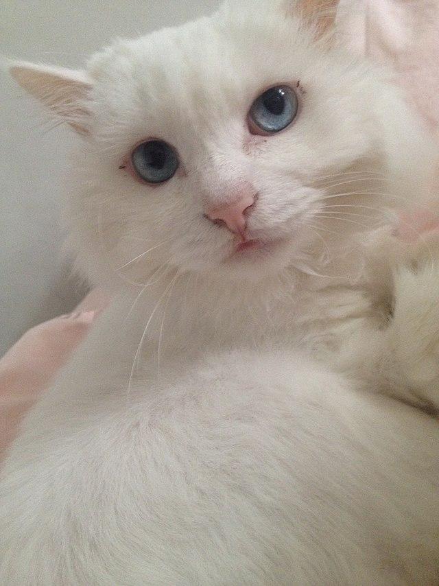 Turkish Angora Cat