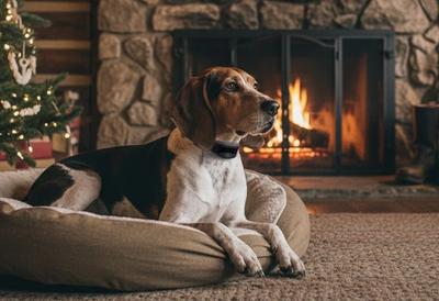 Dog and SportDOG trainer