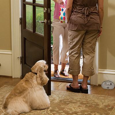 dog by door