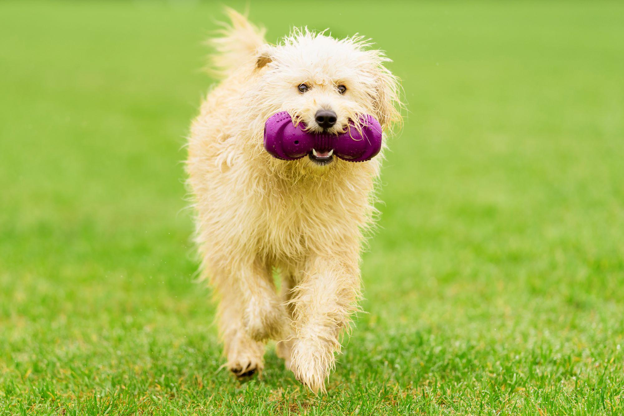 dog playing