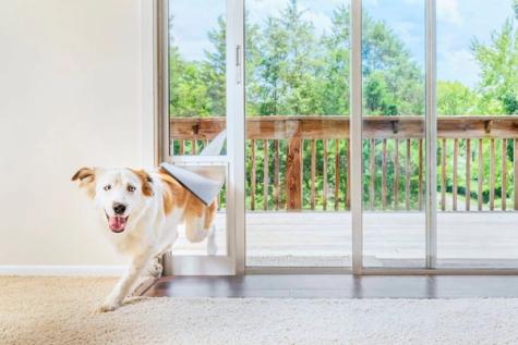 dog coming through dog door