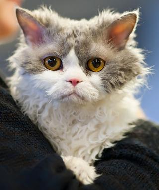 Selkirk Rex cat