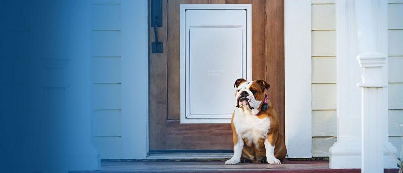 English Bulldog sitting on porch in front of Doorman electronic pet door.