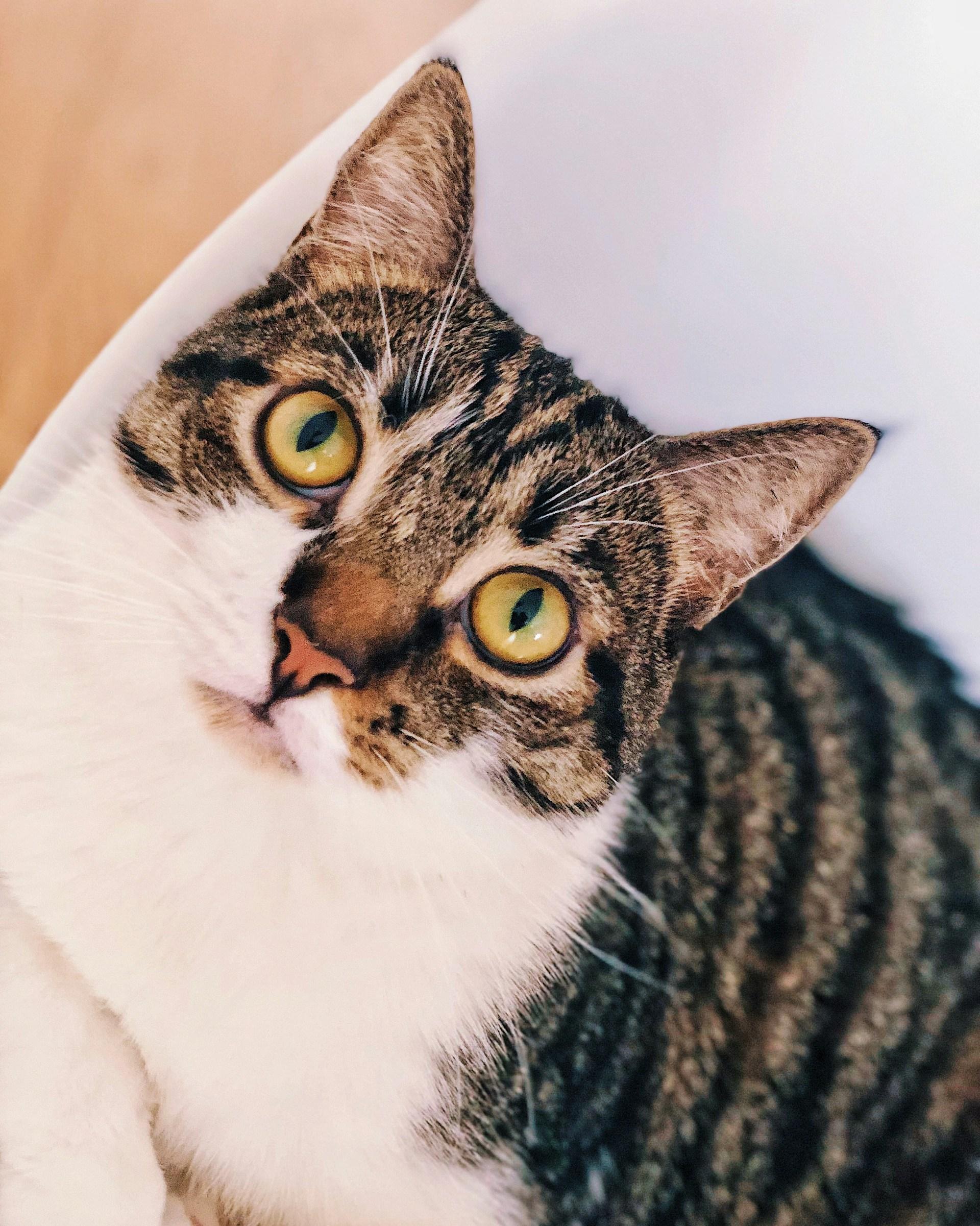 Manx Cat