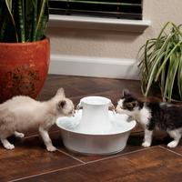 kittens drinking