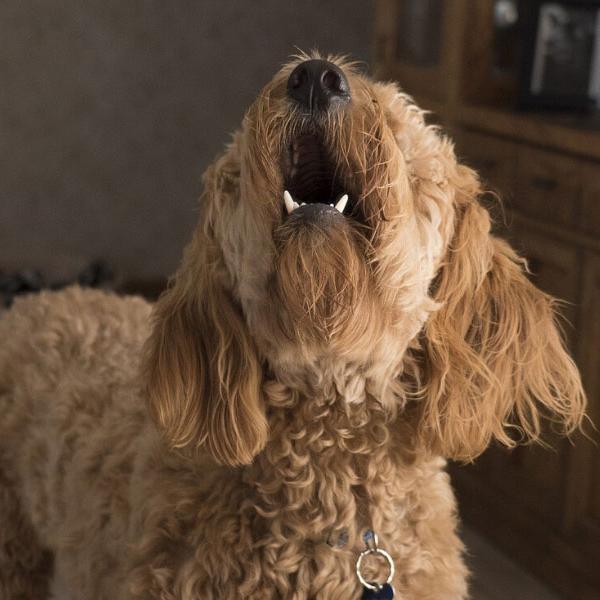 dog barking tips