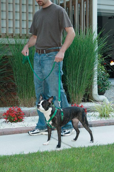 Dog in harness