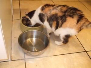 cat eating