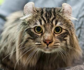 American Curl Cat