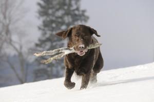 dog in snow
