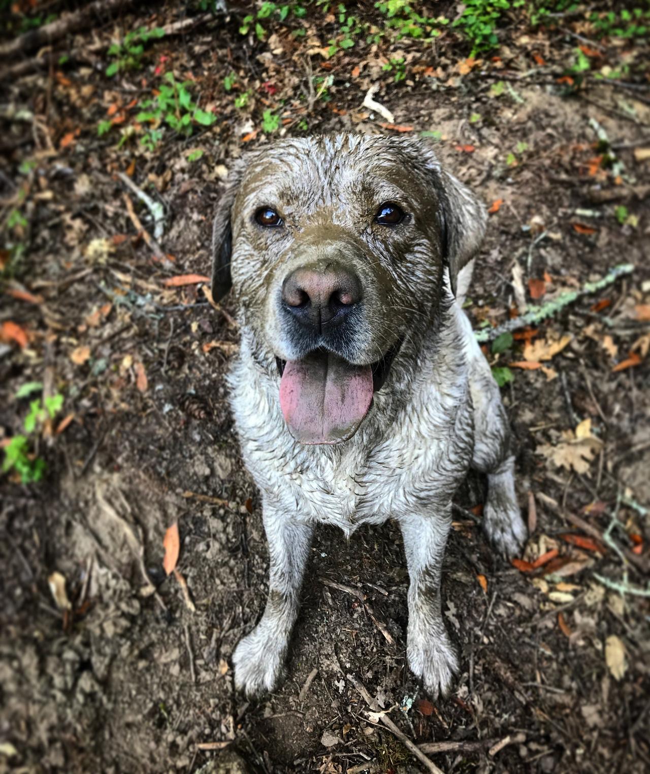 Huckleberry