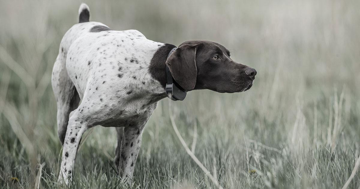 English pointer on point in field