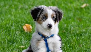 Puppy sitting outside on grass, looking at the camera