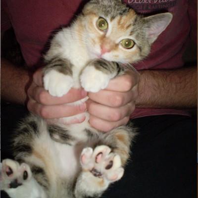 kitten being held
