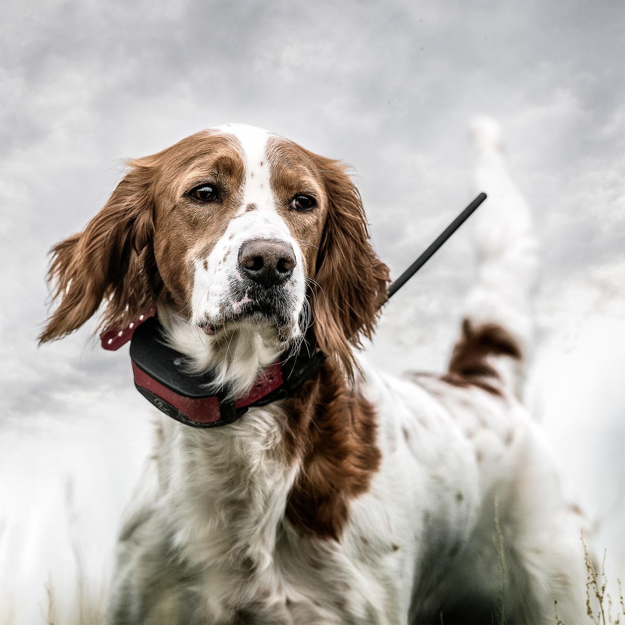 TEK 2.0 Improves Grouse Hunting Success