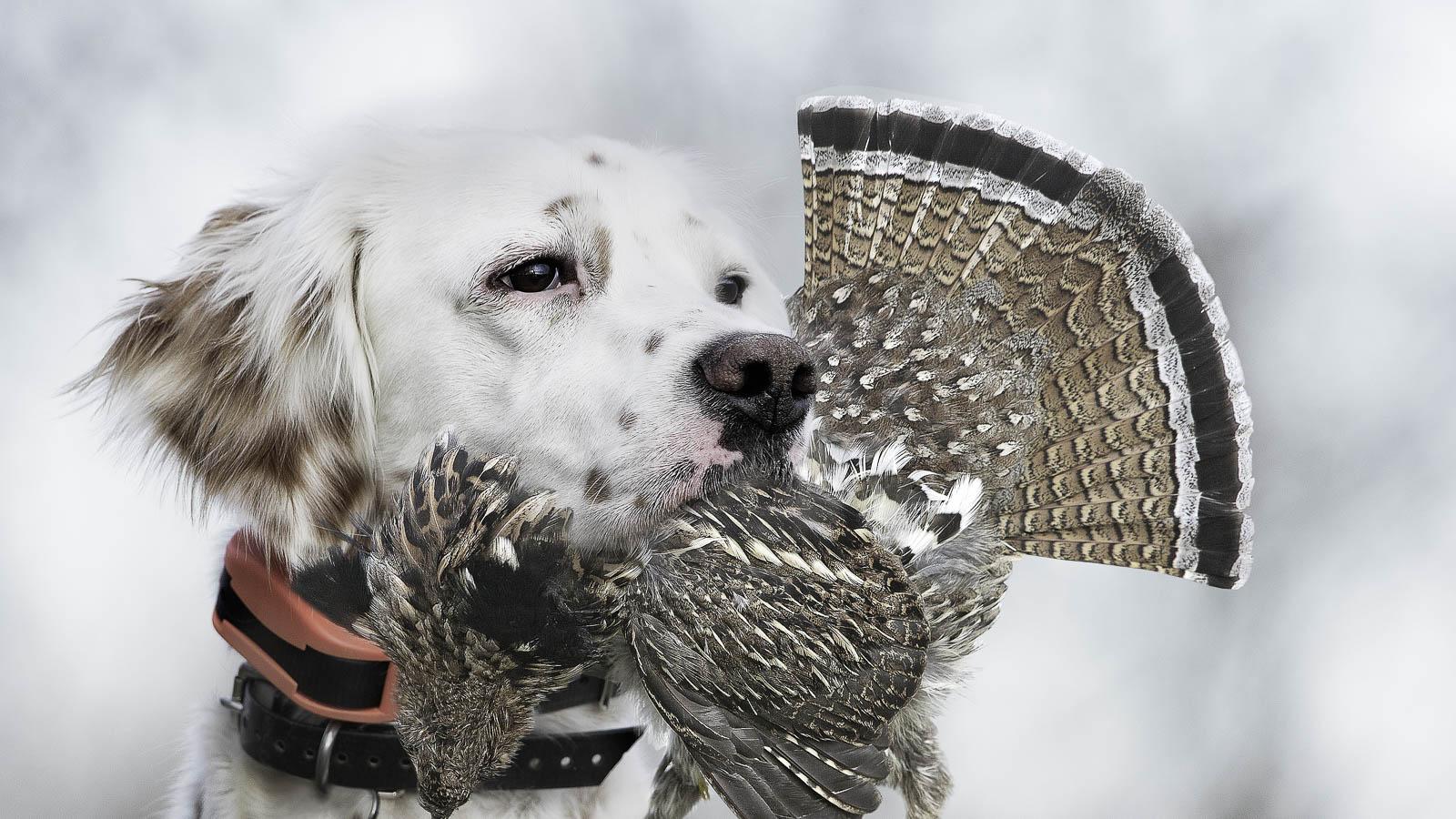 Setter wearing a orange e-collar with a grouse in his mouth