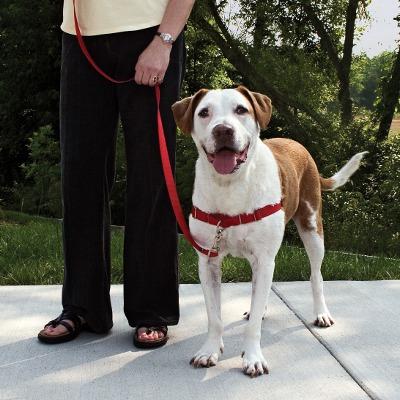 Dog in harness