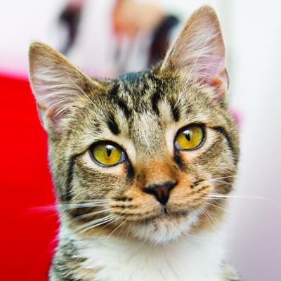 happy cat