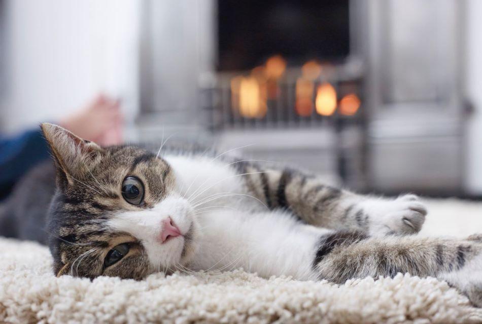 cat lying down