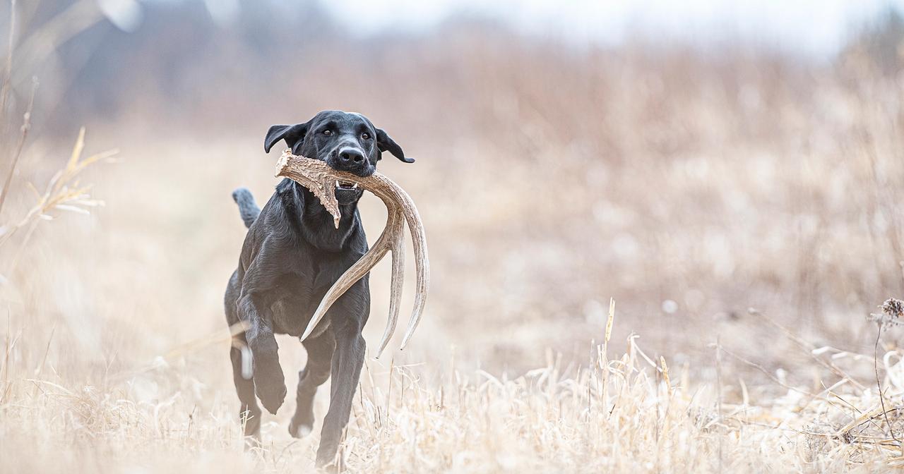 Black lab returning with shed in mouth