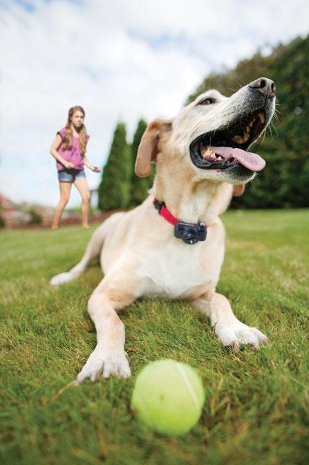Dog in collar