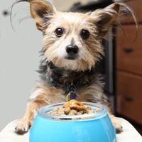 Dog with food bowl