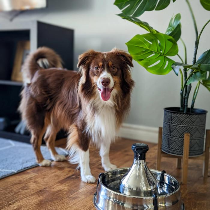 Brown and white collie/aussie mix standing in a home next to a PetSafe Stainless Multi-Pet Fountain.
